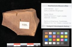 Foto (Objekt + Etikett) von Quercus palaeoilex Ettingshausen (NHMW-GEO-2024-0188-0899)